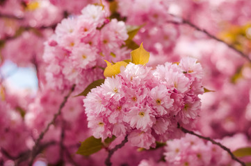 Tender Sakura flowers close up blossoming in spring season. Beauty in nature of pink spring cherry blossom in Uzhgorod, Ukraine. Abstract Sakura Background.