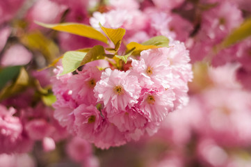 Tender Sakura flowers close up blossoming in spring season. Beauty in nature of pink spring cherry blossom in Uzhgorod, Ukraine. Abstract Sakura Background.