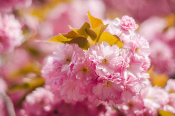 Tender Sakura flowers close up blossoming in spring season. Beauty in nature of pink spring cherry blossom in Uzhgorod, Ukraine. Abstract Sakura Background.