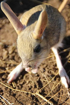 Cute little animal jerboa - rodent mammal living in the steppes