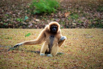 Obraz premium Gibbon