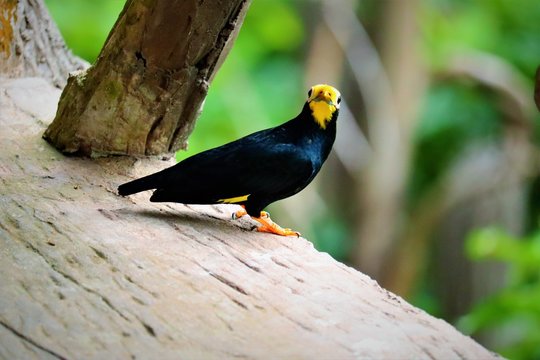 bird on a branch