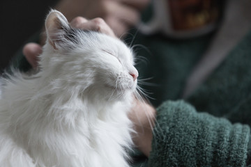 Elderly Man Petting Emotional Support or Therapy Cat