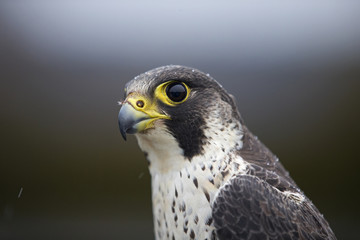 A portrait of a  Female Peregrine falcon (Falco peregrinus) caught in Germany for ringing.