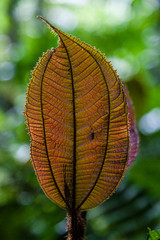 Amazonian Leaf