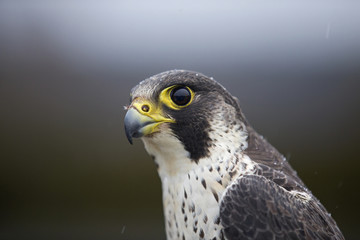 A portrait of a  Female Peregrine falcon (Falco peregrinus) caught in Germany for ringing.