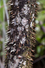 Sticky Tree