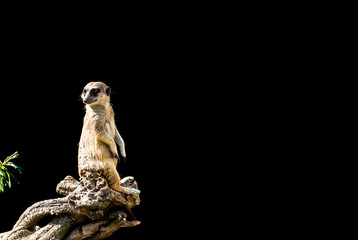 The meerkat sits on a tree branch with a funny expression. Funny meerkat close-up isolated on a...