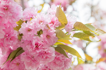 Obraz premium zarte Blütenkirsche gefüllte Blüten