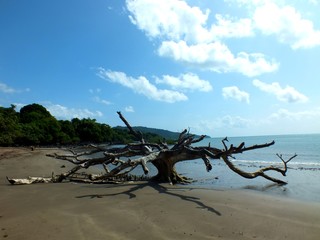 Fototapeta na wymiar Arbre mort sur la plage de Mzouazia à Mayotte
