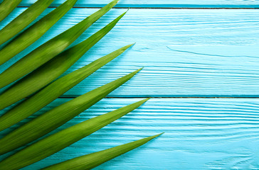Top view of big green leaf of a exotic parlor palm on blue wooden texture table background with copy space for text. Minimalistic flat lay composition with arge branch of tropical plant. Close up.