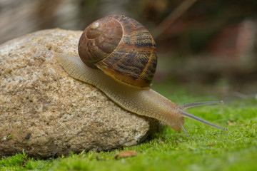snail moving off a rock 