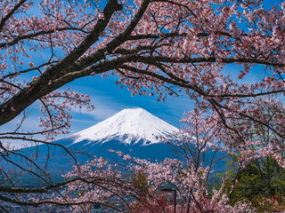 Mountain Fuji Sakura cherry blossom Japan spring season - obrazy, fototapety, plakaty