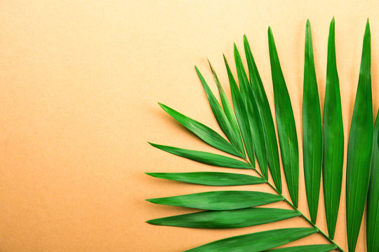 Top view of big green leaf of a exotic parlor palm on golden orange gradient background with a lot of copy space for text. Minimalistic flat lay composition w/ large branch of tropical plant. Close up © Evrymmnt
