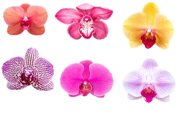 Foto op Canvas Blurred for Background.Beautiful orchid flower on white background. Photo with clipping path. © Nipaporn