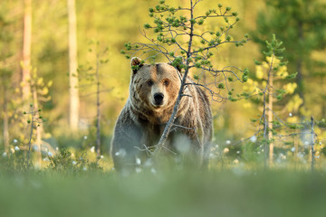 brown bear in forest landscape. bear peeking from behind a tree.
