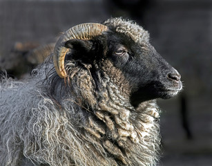 Domestic ram's head