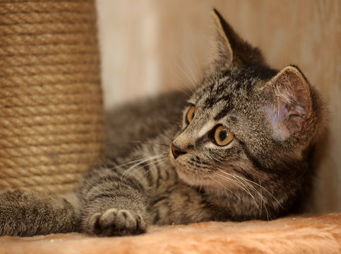 funny striped cross-eyed kitten