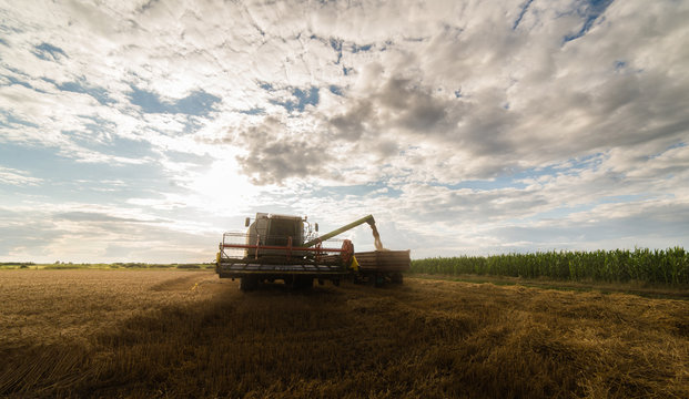 Harvesting of wheat field with combine