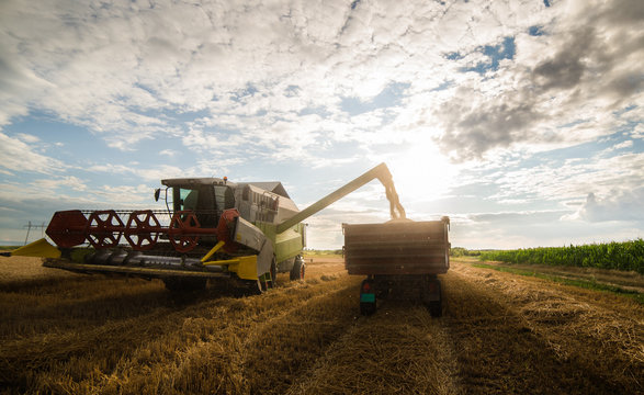 Harvesting of wheat field with combine