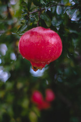 Pomegranate on the tree 2
