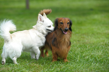dachshund and chihuahua play on the grass