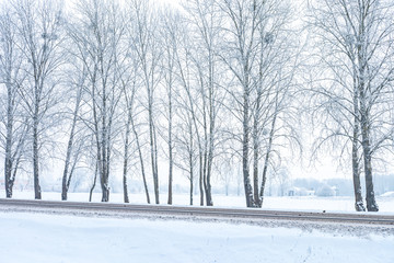 landscape of snowy trees along the highway