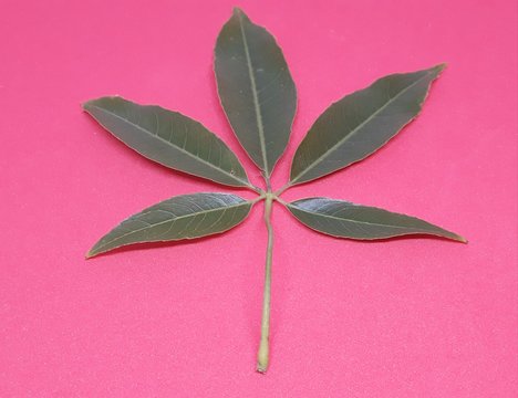 Leaf of paina with pink  background