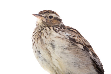Wood Lark