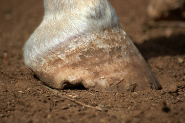 Broken hoof