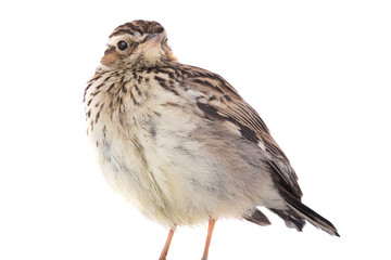 Wood Lark