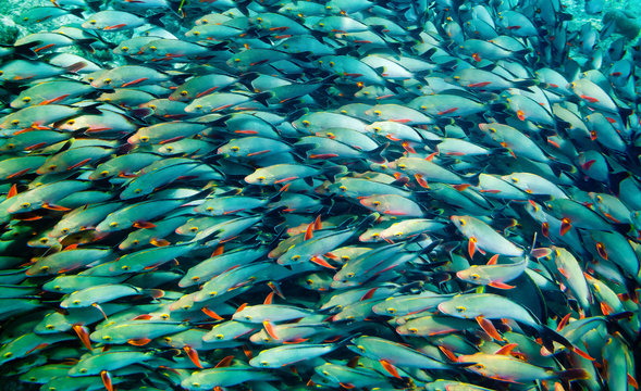 Shoal of fish swimming in sea