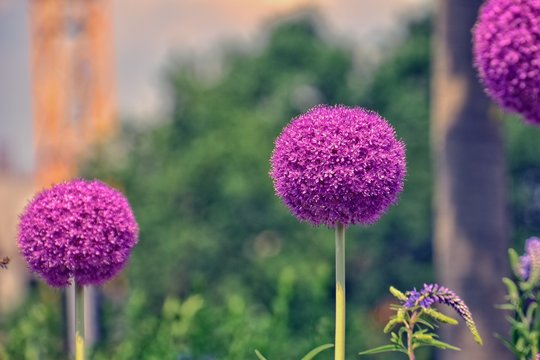 Fototapeta  original round purple flowers in the warm pastel afternoon light