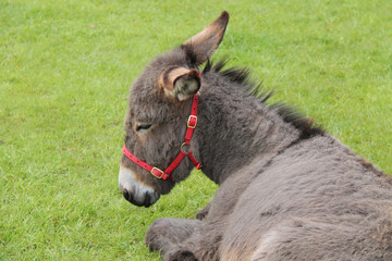A Farm Donkey Resting in a Grass Meadow Field.