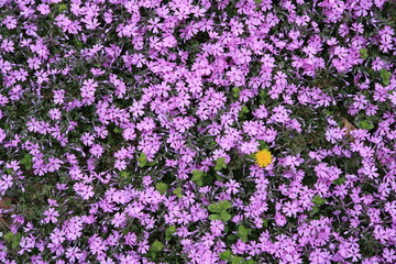 In pink, yellow flower