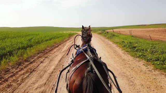 Dark brown horse pulling a Carriage on a dirt path on a sunny day, at 60 fps.