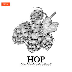Beer hop vector illustration in engraving style