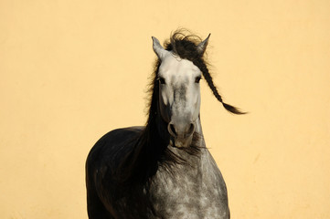 Naklejka na ściany i meble Stallion portrait with long mane