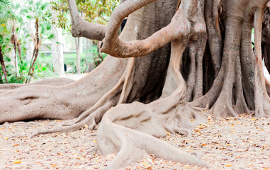 Monumental ancient tree in Giardino Bellini, famous public garden in Catania, Sicily, Italy ю