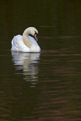 An elegant mute swan (Cygnus olor) swimming in morning light in a lake with bright colors.	