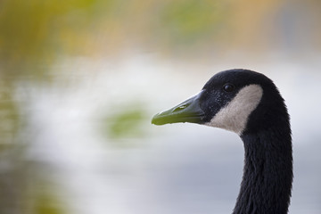 A portrait of a Canada goose (Branta canadensis) in front of a lake seen through the leaves of a tree.