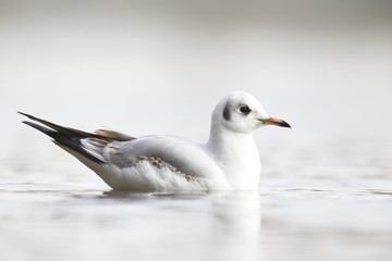 A black-headed gull (Chroicocephalus ridibundus) swimming in a pond in a Berlin city park. Photographed in high key.