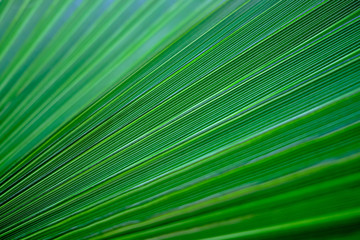 Obraz premium abstract green background