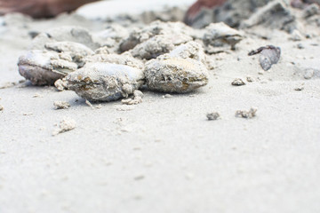 white mussels