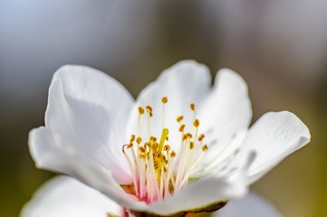 Almond flower Almond Tree Close-up Macro Photo