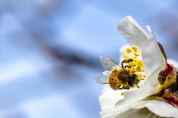 Bee Flower of Almond Tree Macro Photo