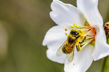 Bee Flower of Almond Tree Macro Photo