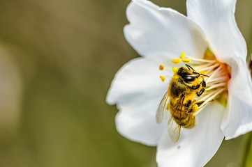 Bee Flower of Almond Tree Macro Photo