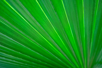 Obraz premium green leaf background