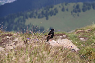 Птица на горе